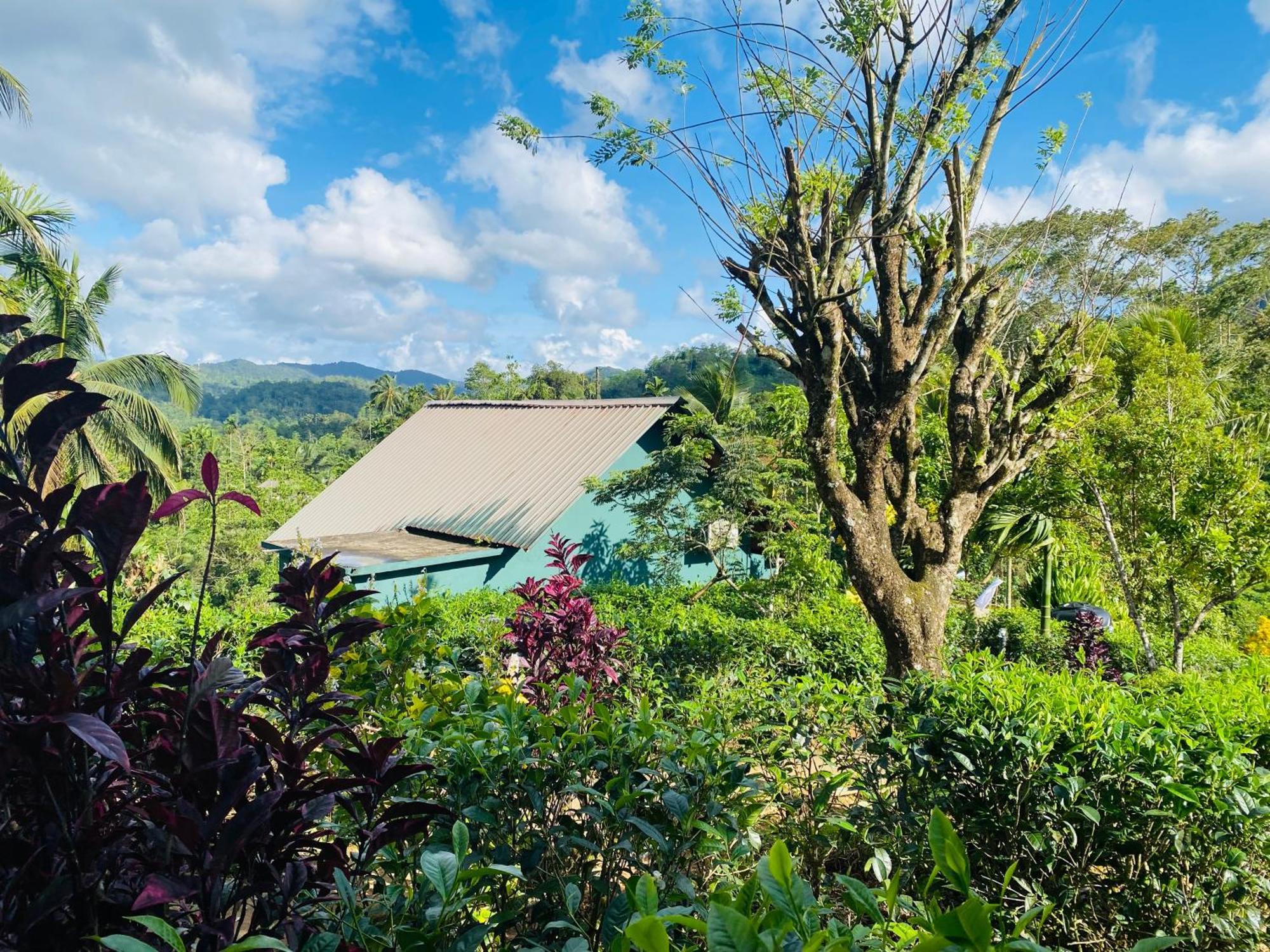 Rainforest Mount Lodge Deniyaya Exteriör bild